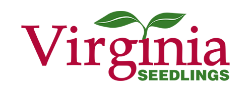 Virginia Seedlings